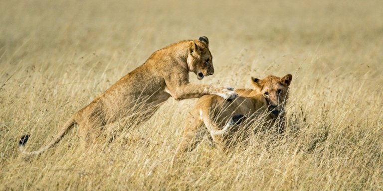 4 Days Safari Serengeti & Ngorongoro Crater