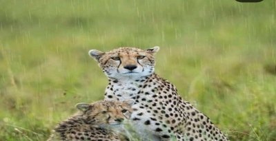 4 days Ndutu Migration Luxury Safari