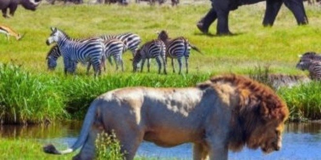 4 days Ndutu Migration Luxury Safari