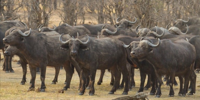 From Victoria Falls: 2 Full Days Hwange Naional Park Safari