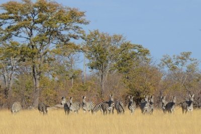 From Victoria Falls: 2 Full Days Hwange NP Park Budget Safari