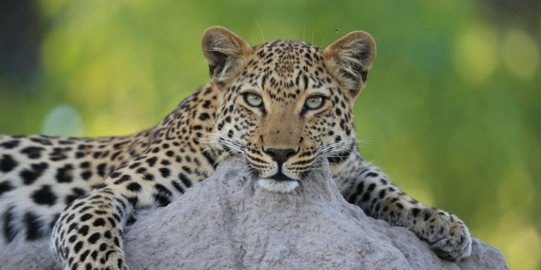 2-Day Chobe National Park and Overnight Safari Adventure