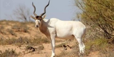 Safari tour in national Park of souss massa with small sahara