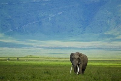 Shared Budget Safari in Tanzania