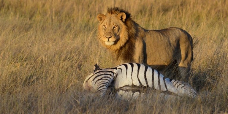 Full Day Hwange NP with Overnight Safari