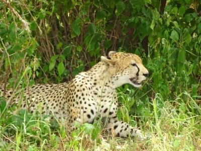 11 Days Spirit & Soul of Africa (Tanzania/Kenya) – Luxury 11