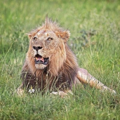 7-Days Journey of the wildebeast migration -Luxury