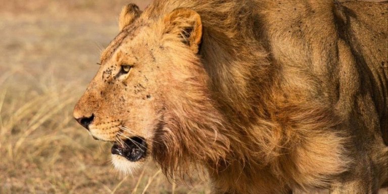 5-Days Living Among Lion's-mid-range safari