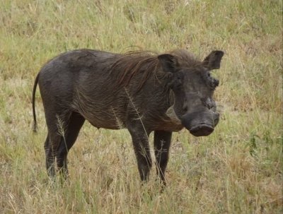 5-Days Living Among Lion's-mid-range safari