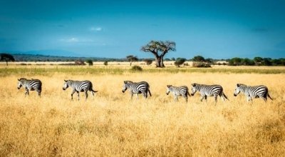 Four Days Best Group Safari