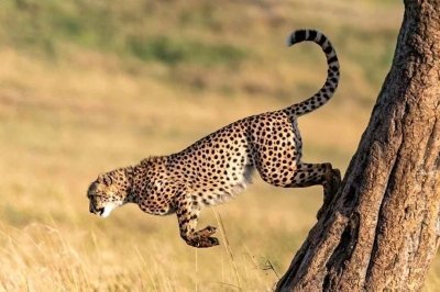 Majestic Wildlife Tour in Four Days