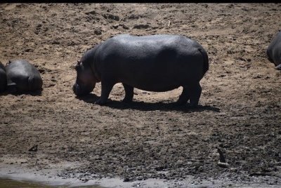 5 days Masai Mara and Nakuru Budget adventure