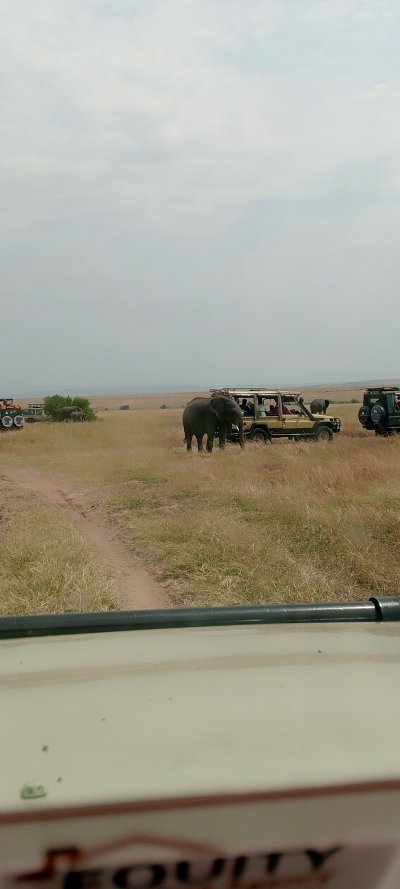 12 days Amboseli, Tsavo West ,Mt Kenya ,Samburu,Nakuru masai mara