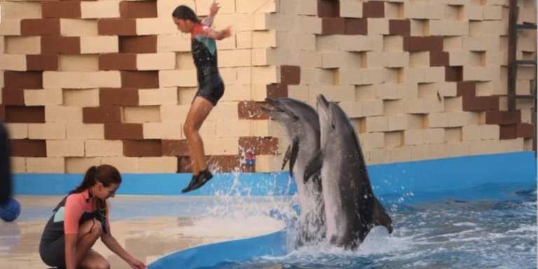 Agadir dolphin world show admission teckits with shuttle service