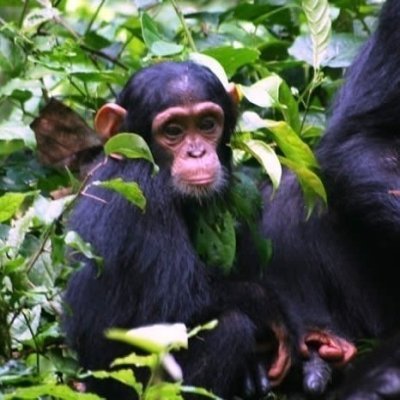 5 Days Gorilla tracking, Chimpanzee and wildlife safari