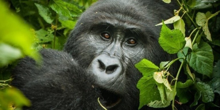 5 Days Gorilla tracking, Chimpanzee and wildlife safari