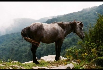 Annapurna Base Camp Trekking