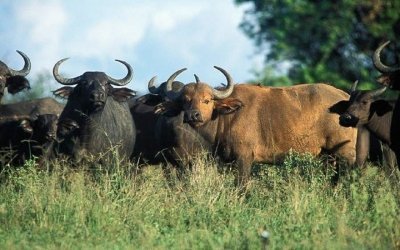 04 DAYS/03 NIGHTS MURCHISON FALLS AND CHIMPANZEE TRACKING