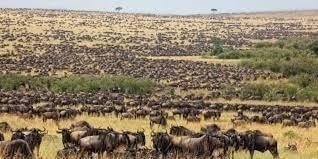 Maasai Mara Private Tour