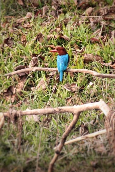 Jungle Safari in Chitwan