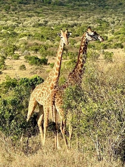 4 Days Kenya wildlife safaris Masai Mara and Lake Nakuru