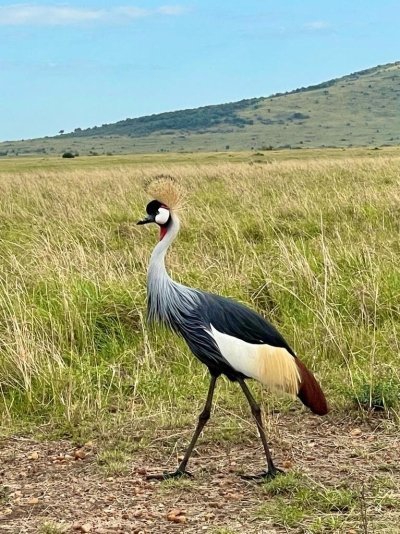 MAASAI MARA BUDGET SAFARI