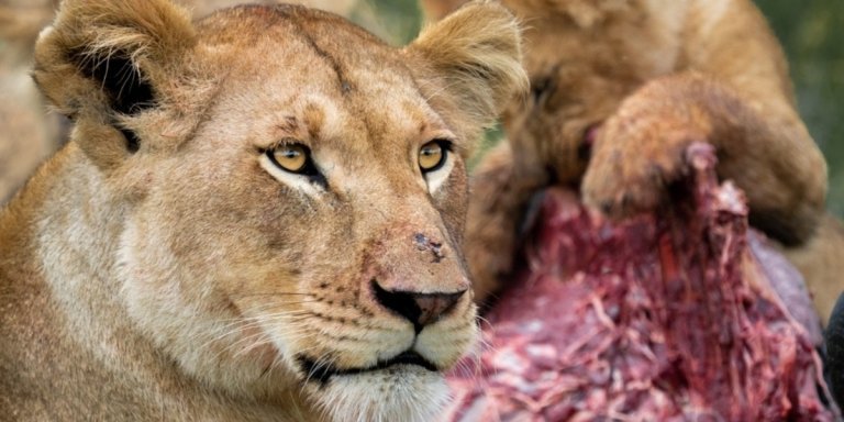 7 Masai Mara Adventure