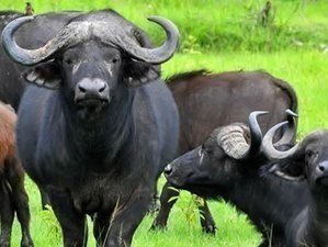 6 DAYS MAASAI MARA SAFARI