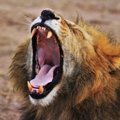 3 days of untamed beauty in the Maasai Mara