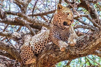 2 Days Hwange Safari