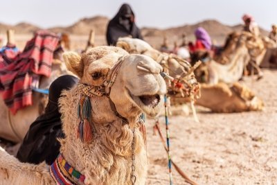 UNESCO Kasbah Ait Ben Haddou Private Day Trip from Marrakech