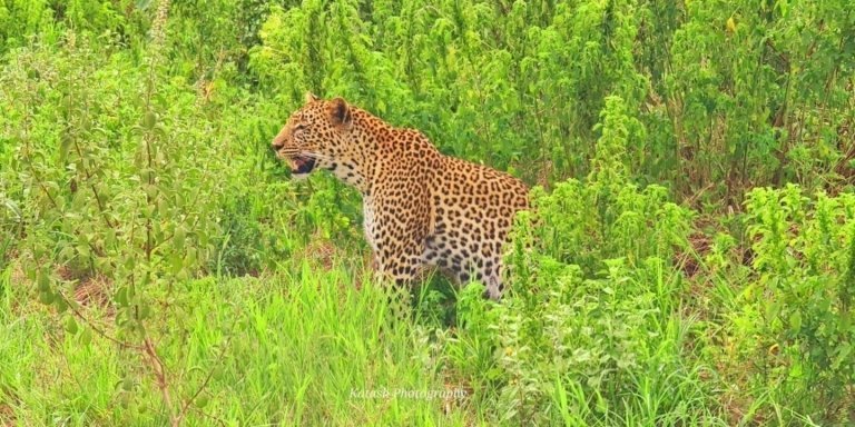 7 Days Best of Kenya and Tanzania Safari