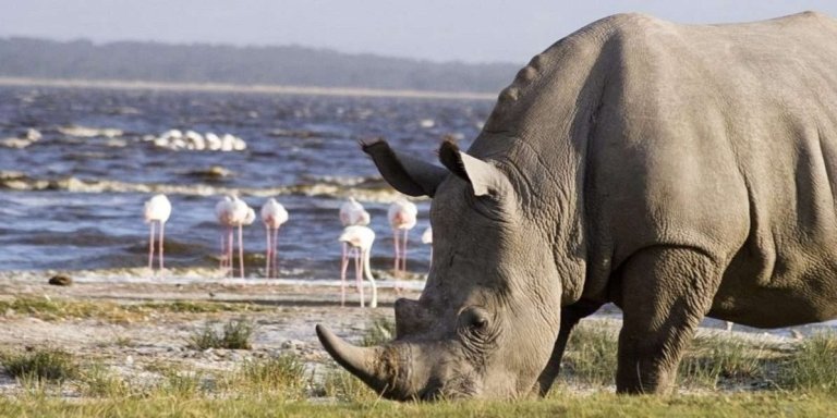 10-Day Tanzania & Kenya Safari Adventure | Wildlife Tour