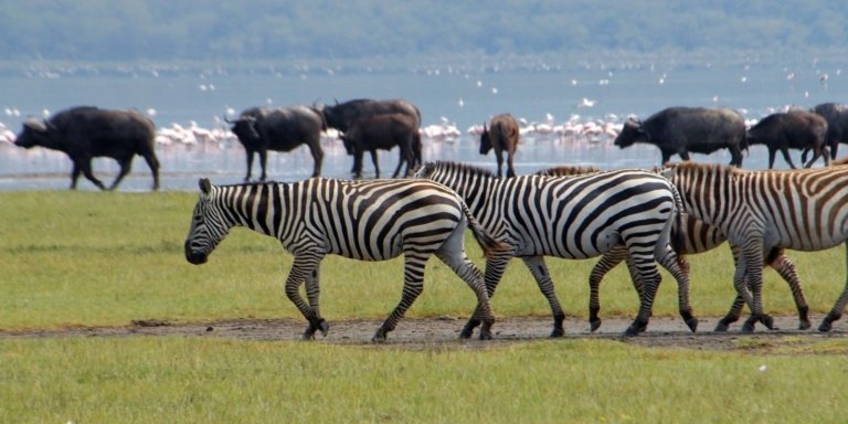 5-Day Private Safari : Masai Mara, Lake Nakuru & Lake Naivasha