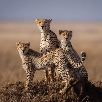 Wild Wonders of Kenya: 4-Day Lake Nakuru & Masai Mara Journey