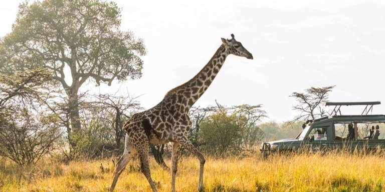 5-Day Private Safari : Samburu-Lake Nakuru & Masai Mara Tour