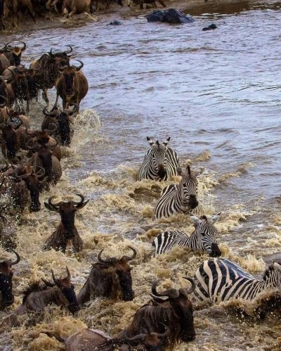 Unforgettable 5-Day Safari:  Amboseli, Lake Nakuru & Masai Mara