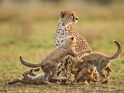 5-Day Kenya Safari: Samburu, Ol Pejeta & Aberdares