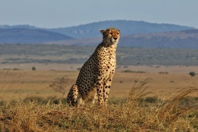 5-Day Amboseli & Tsavo Safari: Explore Kenya’s Majestic Wildlife