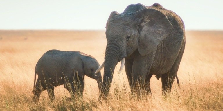 Explore the Heart of the Masai Mara: 4-Day Safari in a 4x4 Jeep