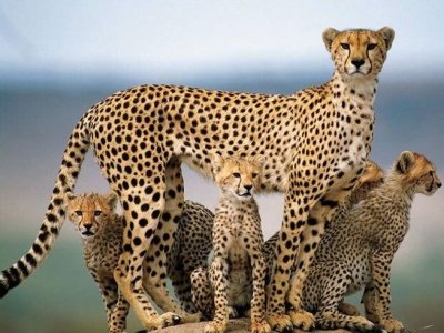 Explore the Heart of the Masai Mara: 4-Day Safari in a 4x4 Jeep