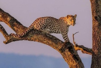 4-Day Safari: Explore Amboseli & Tsavo’s Wildlife Wonders