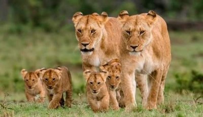 Unforgettable 4-Day Safari: Samburu & Ol Pejeta Adventure