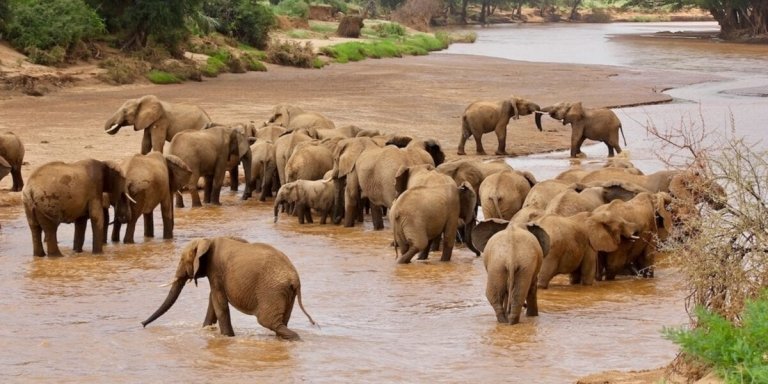 Explore Samburu: 3 Days of Wildlife Wonders