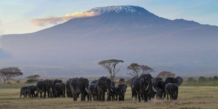 Majestic Amboseli: Elephants & Kilimanjaro Escape