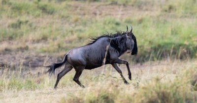 Discover Tsavo: A 3-Day Private Safari Adventure in Kenya