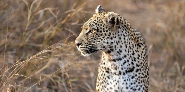 7-8 days Serengeti Wildbeest migration package for 2025