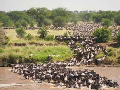 7 Days the Serengeti Wildebeest Migration River Crossing