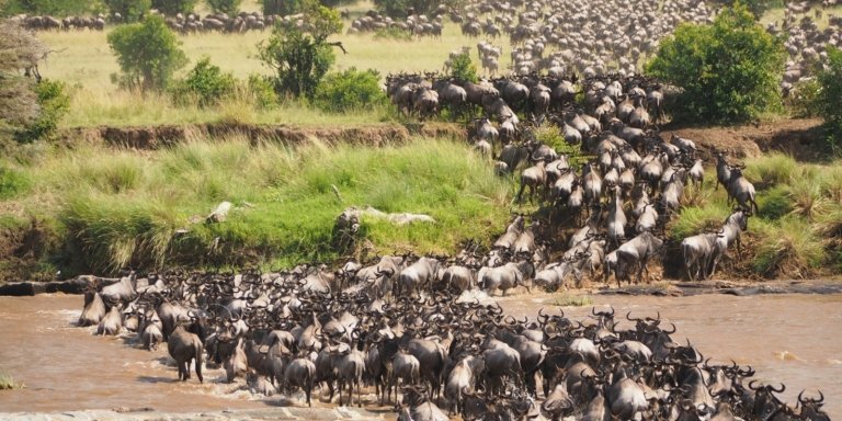 7 Days the Serengeti Wildebeest Migration River Crossing