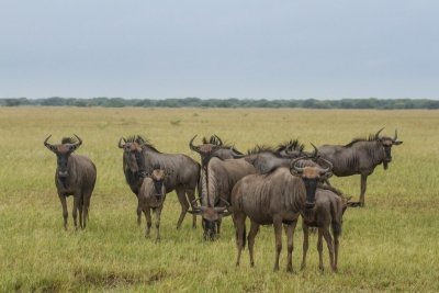 7 Day Kruger NP - Victoria Falls & Chobe NP Budget Safari